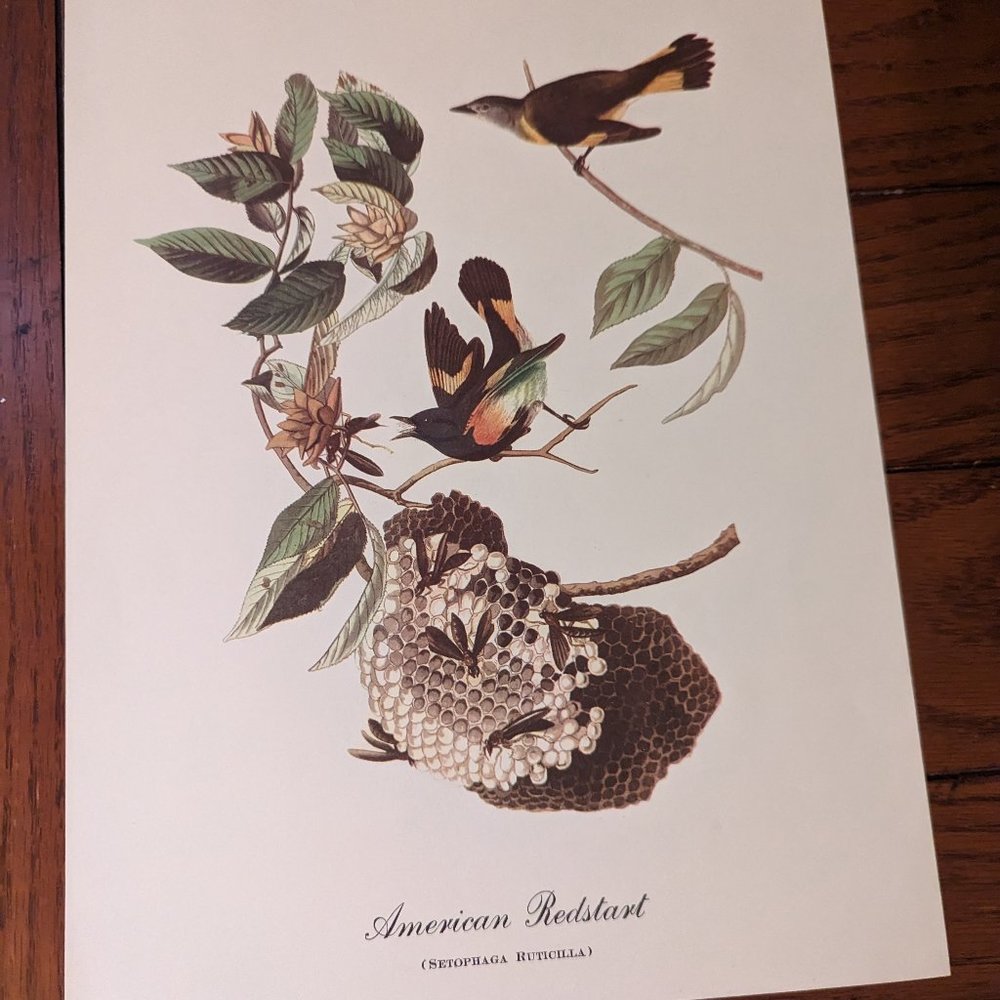 American Restart (Setophaga Ruticilla) 9 x 12 Audubon Vintage Fine Art Print
